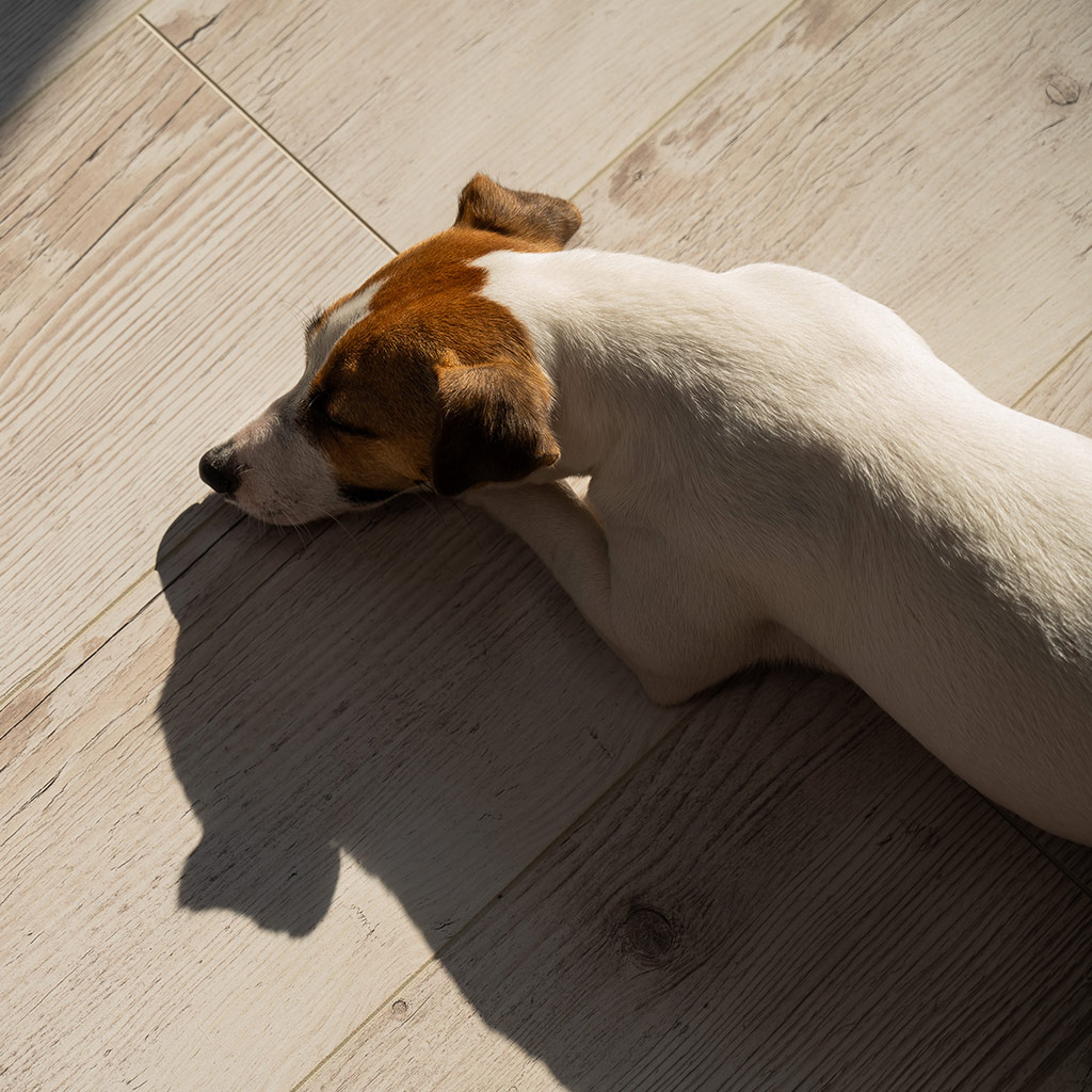 Blog - Bodenbelag bei Hund und Katze