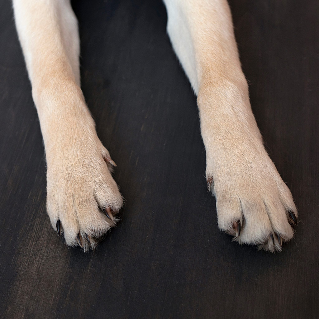 Blog – Bodenbelag bei Hund und Katze Blog - Bodenbelag bei Hund und Katze